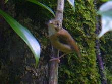 Stub-tailed  Spedebill